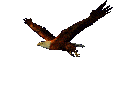 aguila